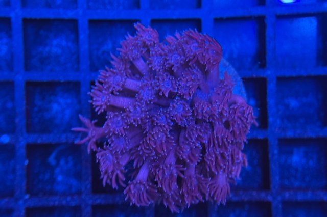 Goniopora