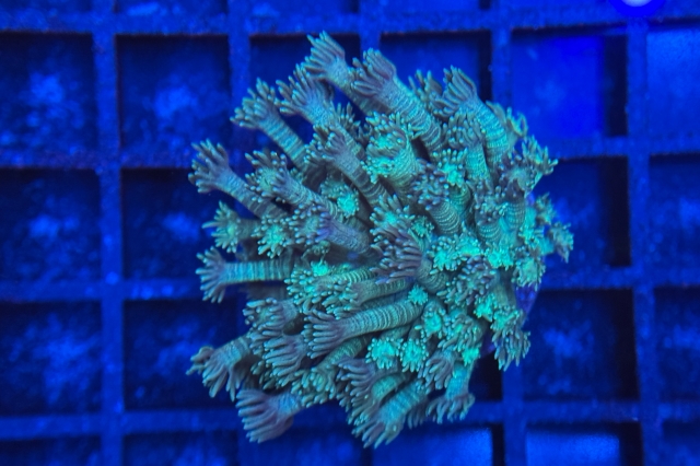 Goniopora