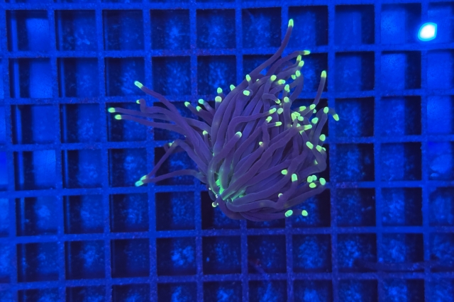 Euphyllia glabrescens Black Torch - 1743_10