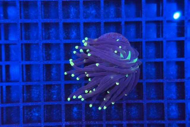 Euphyllia glabrescens Black Torch