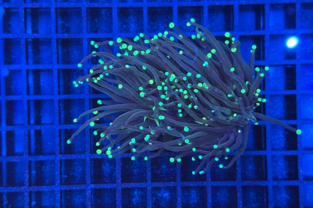 Euphyllia glabrescens