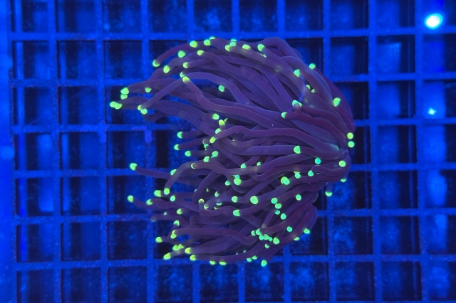 Euphyllia glabrescens Black Torch