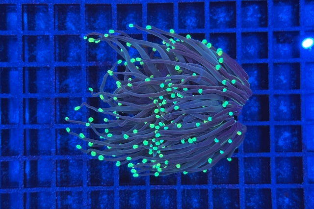 Euphyllia glabrescens