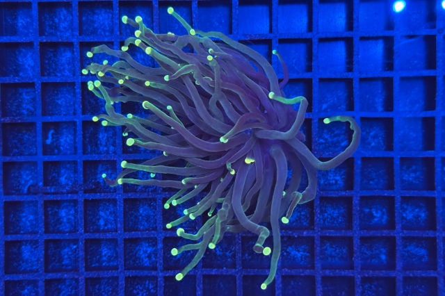 Euphyllia glabrescens