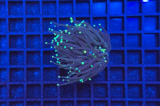 Euphyllia glabrescens