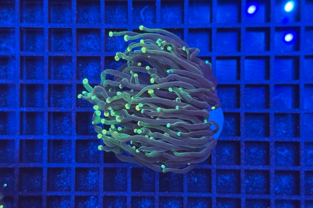 Euphyllia glabrescens