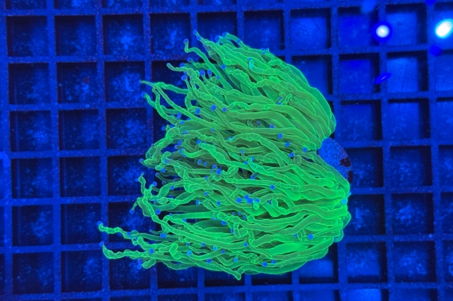 Euphyllia glabrescens - 2077_10