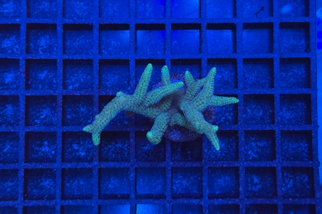Stylophora