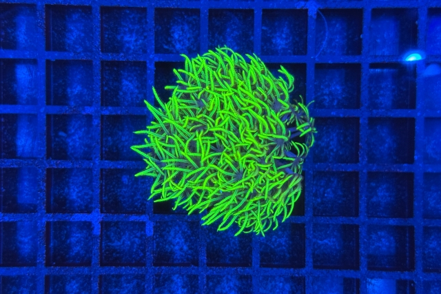 Pachyclavularia