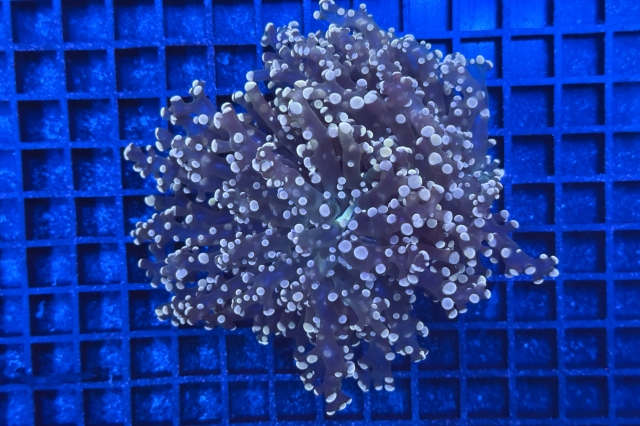 Euphyllia paradivisa - 5650_10