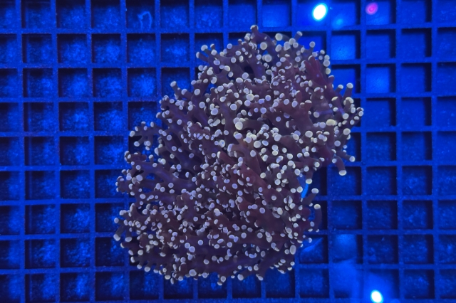 Euphyllia paradivisa