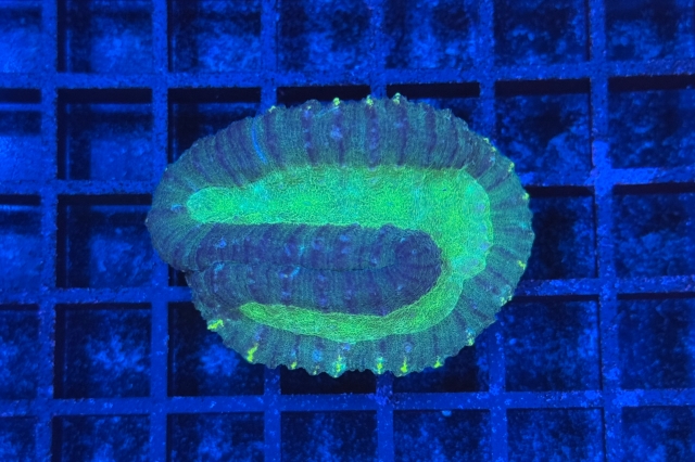 Symphyllia