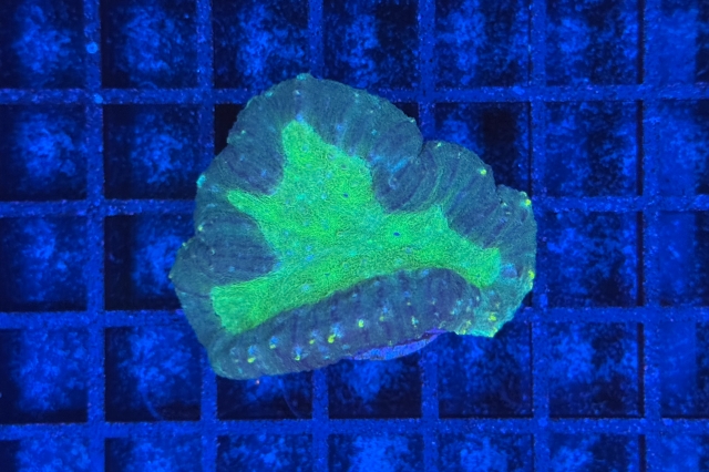 Symphyllia
