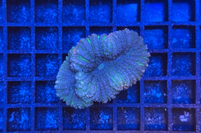 Symphyllia