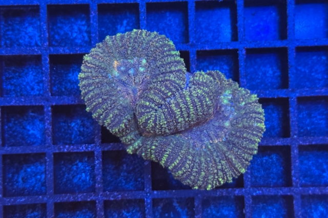Symphyllia