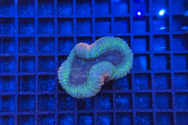 Symphyllia