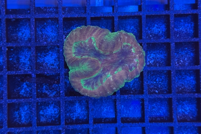 Symphyllia