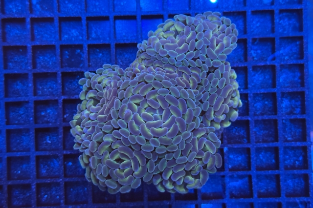 Euphyllia paraancora