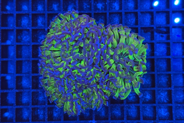 Euphyllia paraancora