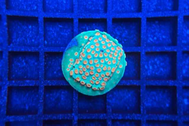 Cyphastrea Jingle Bells