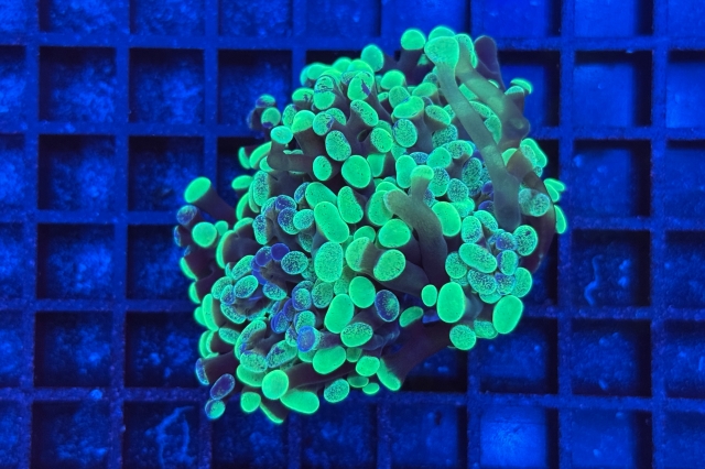 Euphyllia paraancora