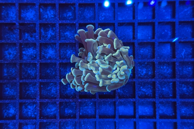 Euphyllia paraancora - 3953_10