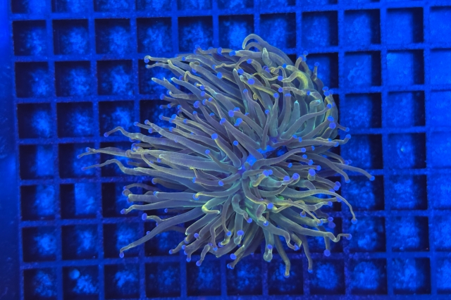 Euphyllia glabrescens - 3352_10
