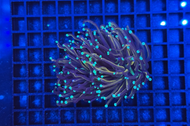 Euphyllia glabrescens