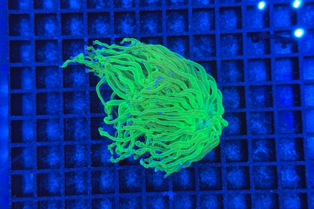 Euphyllia glabrescens