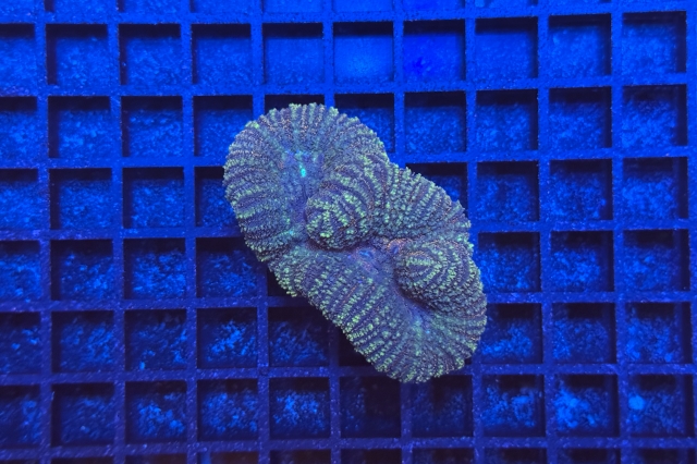 Symphyllia - 2824_10
