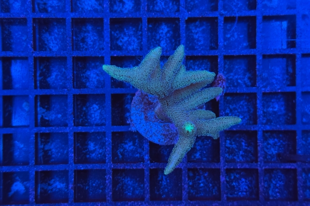 Stylophora