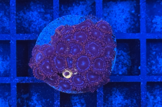 Zoanthus