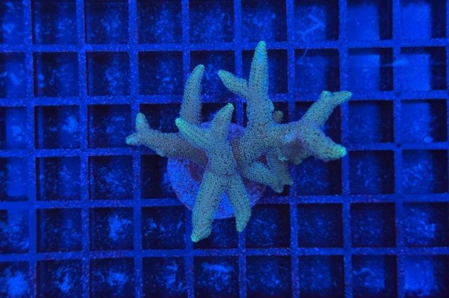 Stylophora
