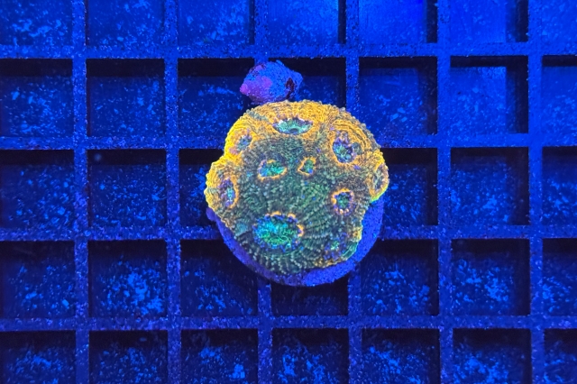 Acanthastrea echinata