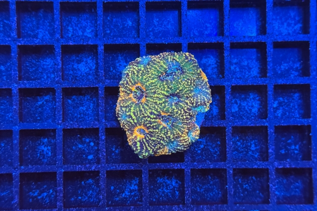 Acanthastrea echinata