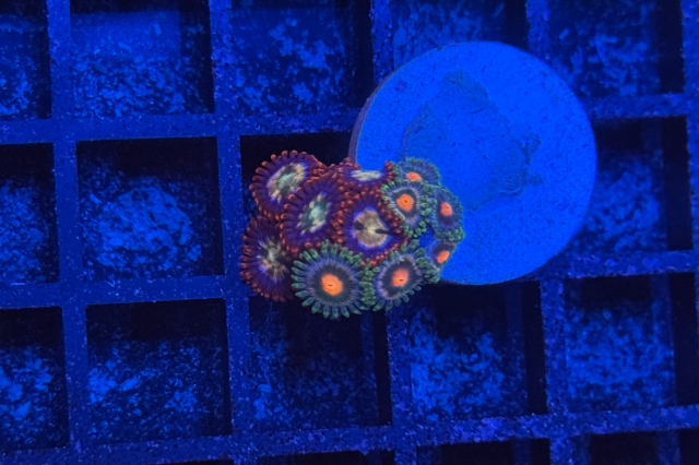Zoanthus - 2090_10