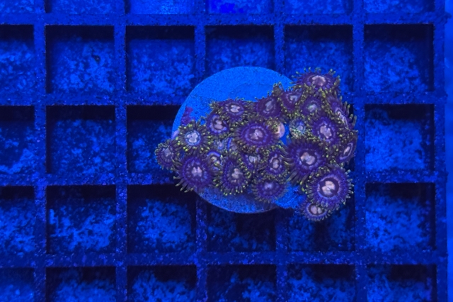 Zoanthus