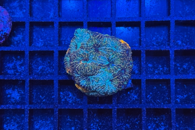 Acanthastrea echinata - 1793_10
