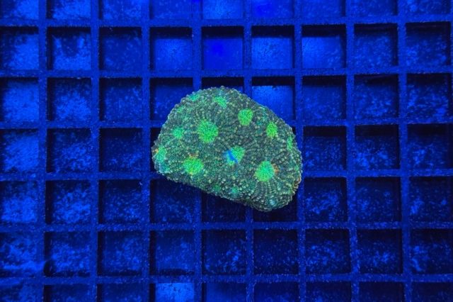 Acanthastrea echinata