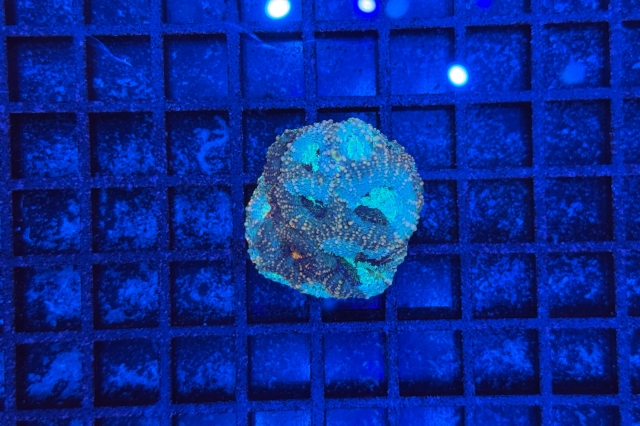 Acanthastrea echinata - 3567_10