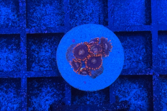 Zoanthus