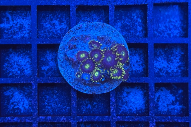 Zoanthus - 1286_10