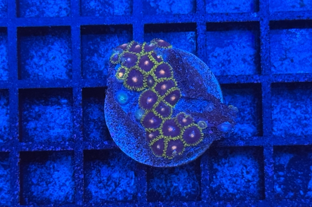 Zoanthus