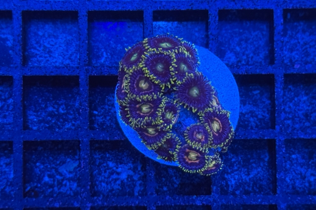 Zoanthus - 1250_10