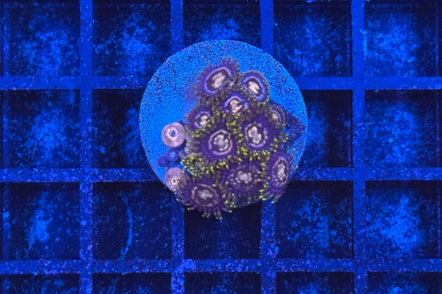 Zoanthus