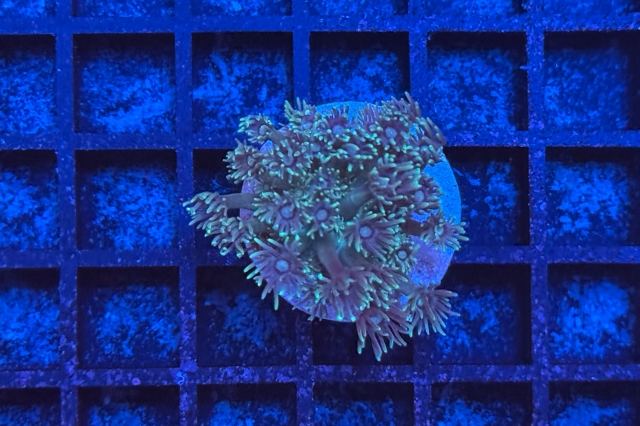 Goniopora - 2424_10