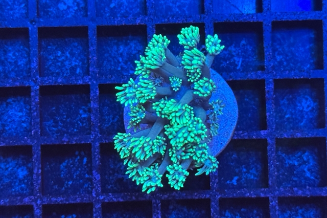 Goniopora