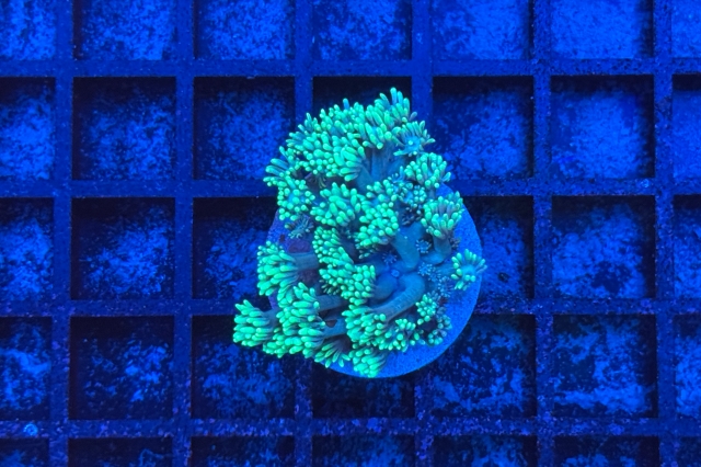 Goniopora