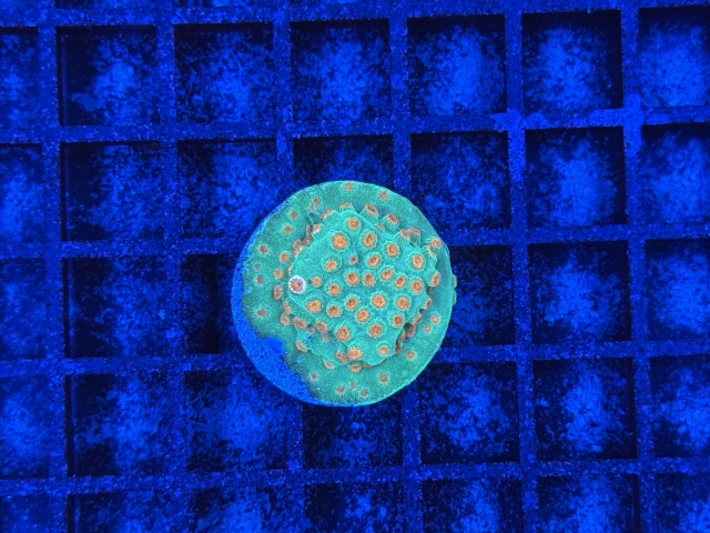 Cyphastrea Jingle Bells