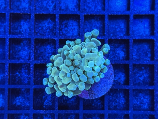 Euphyllia paraancora
